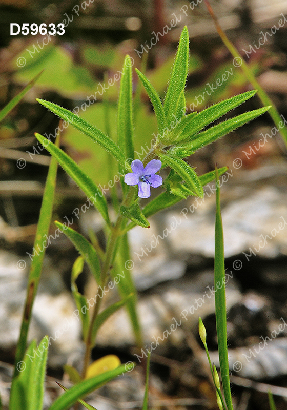 Trichostema brachiatum